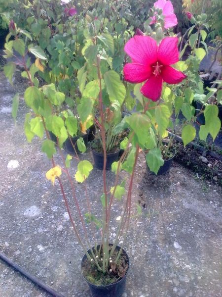 Hibiskus bylinowy Fantasia